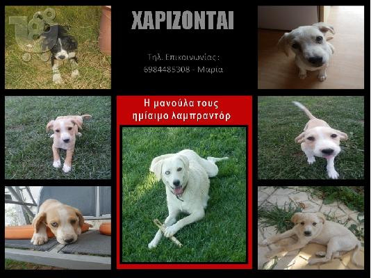 PoulaTo: Σκυλάκια